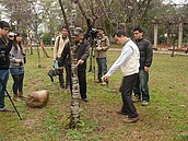 鐵砧山櫻花大量枯死　管理人竟稱「那有樹木不死」