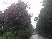 大溪桃五十九縣道　艷紫荊大開