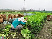 日月光廢水　疑影響橋頭農作