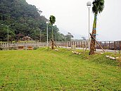 綠美化橋板湖公園　荒地變綠草原