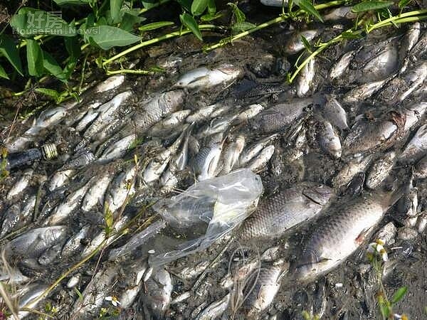 烏日新太明橋下全是死魚環保局追查上游工廠 好房網news