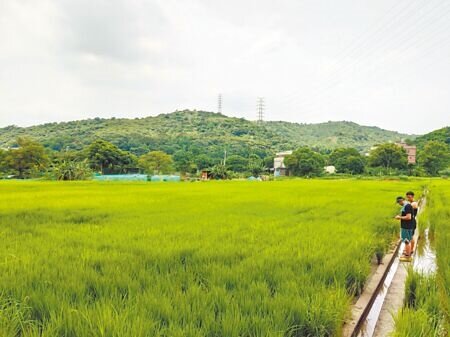 
桃園市目前有10處休閒農業區，今年還有2處會通過，此外如龜山楓茶米休區也在申請中，民代擔心每年預算僅4000萬元經費太少，希望桃園市農業局增加預算。（本報資料照片）
