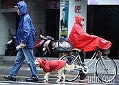 梅雨季到！穿雨衣騎車仍成落湯雞　老手曝「絕對防禦」法：全身乾爽