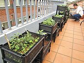 城市老屋頂　變身綠菜園