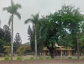 美景不再　市府搶救台南公園羊蹄甲