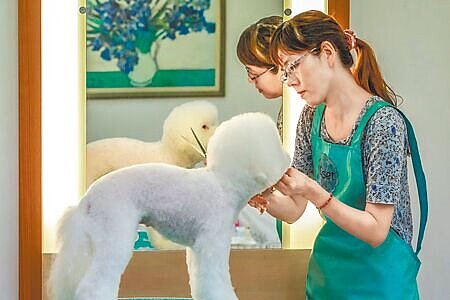 農業部12日公告「犬、貓美容定型化契約」,明訂解約退費、危急處理方式。示意圖為寵物美容。(本報資料照片)