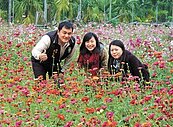 拚觀光　高樹鄉用農地植花海