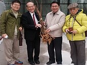 日本櫻花隔離培育　1年後將在桃園縣絢爛綻放