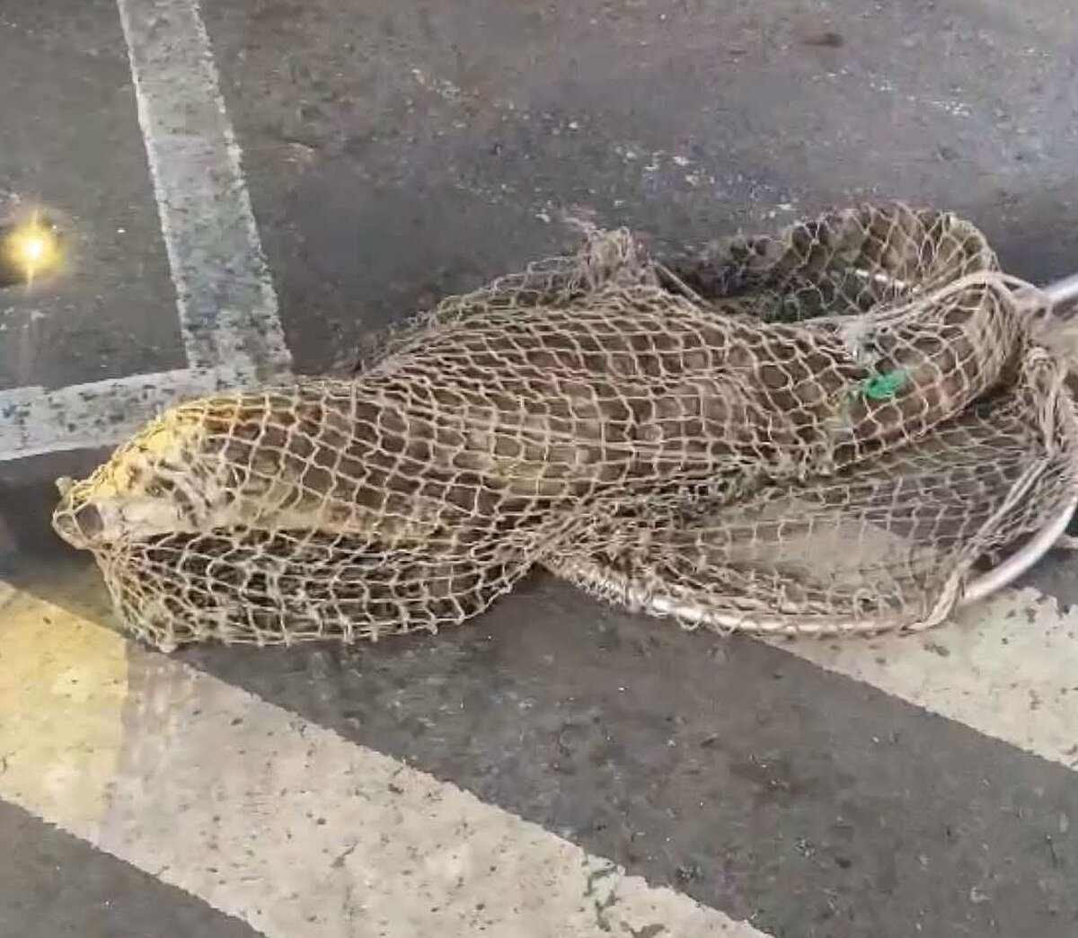 這隻長度達1.5公尺的眼鏡凱門鱷,13日清晨在仁武區澄觀路與大智路口遊蕩,被民眾通報農業局派人捕獲。圖/張加峰提供