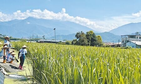 
南投縣埔里水質純淨，孕育茭白筍、礦泉水等產業，居民憂業者興建事業廢棄物掩埋場掩埋爐渣汙染水源，將於18日成立自救會，誓言捍衛好山好水。（楊靜茹攝）
