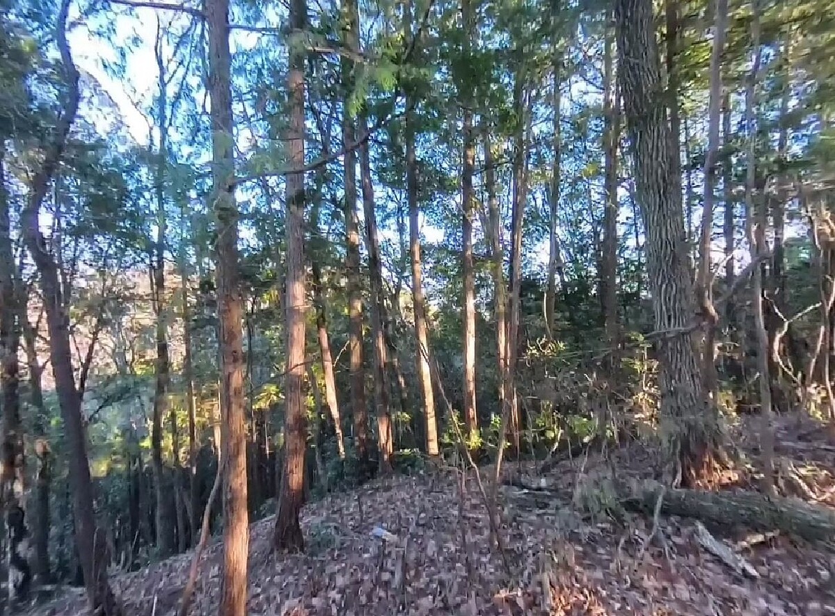 一名台灣男性疑似在日本登山失蹤。圖為飯能山區示意圖。圖擷自Google maps