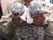 六福村三隻小白虎誕生　活潑好動超「卡哇伊」