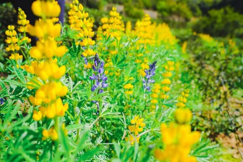 桃園休閒農業區蓬勃發展,10年成立10處,另有2處預告通過與6處規畫中。本報資料照片