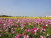 春節迎賓　苗縣府規劃25公頃春節賞花專區