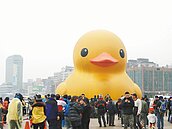 雨停了！賞鴨客破65萬人次