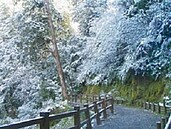 超強冷氣團發威　中、北部高山 下雪了 銀白世界