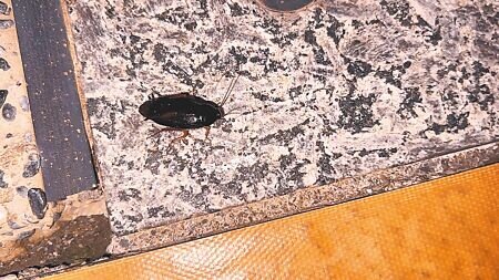 受悶熱潮溼天氣與燈光吸引影響,台東海濱公園「國際地標」夜間驚見蟑螂出沒,體型細小,通體黑亮。(蕭嘉蕙攝)