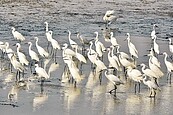 候鳥、招潮蟹　現蹤台西海園　再現生機