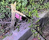 台南半夜炮聲擾民　警踏田揪禍源