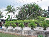 不能成絕響　斗南樹龍　鄉親延續命脈