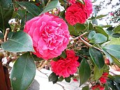 社頭鄉清水岩全國茶花展　正值盛開季