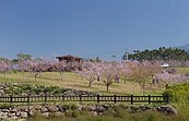 鹿谷鄉櫻花冬筍季活動　小半天石馬公園上場