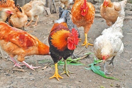 公雞穿錯襪 兩腳不同色(沈揮勝攝)