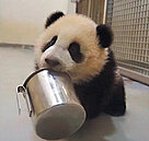 搭上圓仔熱　貓纜公休日照常營運