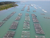 護岸設施殘破　台南七股潟湖恐消失