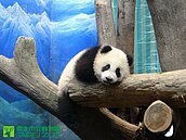 大貓熊「圓仔」6日亮相　兩個最佳參觀時段