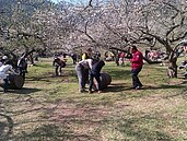 信義鄉踏雪尋梅溫馨趣味活動　柳家梅園好熱鬧