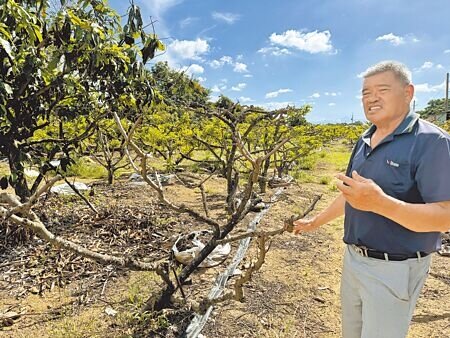 今年到3月還有寒流報到,台南歸仁多處釋迦果園的果樹光禿禿。果農李忠元無奈說,今年收成「害了了」。(曹婷婷攝)