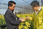 后里花卉農膺選農業金龍獎　培育黃金天使文心蘭新品種