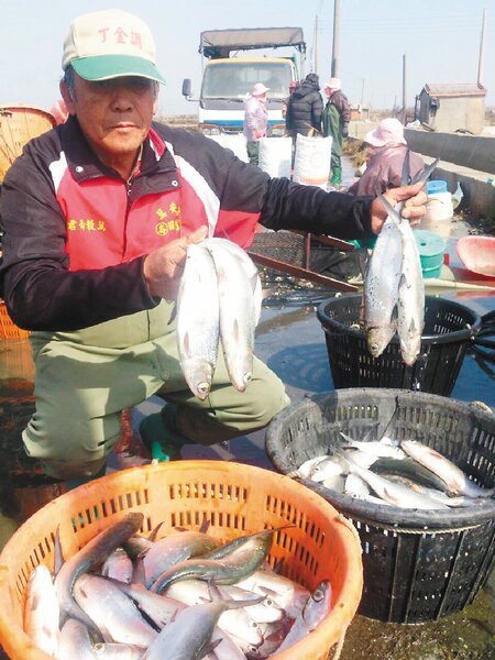 雲林縣沿海昨天清晨低溫，超過一萬尾虱目魚凍死。 記者姜宜菁／攝影