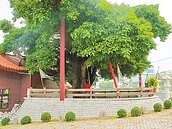 樹王公周邊　市府要闢聯外道