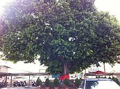 珍貴百年大榕樹　守護南屯派出所