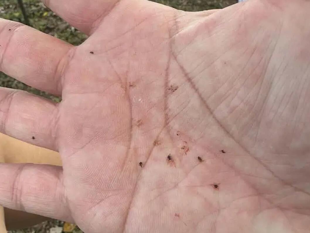 高雄市今年2月起爆發「小黑蚊危機」,有民眾反映戶外出手一拍就是十幾隻。圖/民眾提供