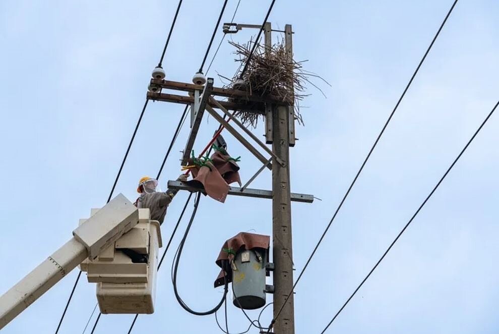 台電北西區處自今年驚蟄起即全面展開各項預防性維護工作,包括清除鳥巢、強化白蟻防制作業,確保供電穩定。圖/台電北西區處提供