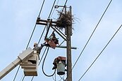 防鳥築巢、白蟻啃咬導致停電　台電加緊腳步清除