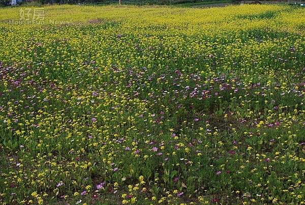 中市海線地區農田,境路旁田間,七彩花卉迎風搖曳,花香四溢、黃色彩的油菜花更具美味,途過觀賞心曠神怡,且適合年假中閤家觀賞拍照留念。(記者陳榮昌攝)