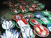 天冷海撈漁獲略減　鮮白鯧逼近史上新天價