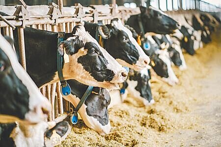 
食品大廠以業務專用乳冒充鮮奶，乳業協會痛批，乳品大廠此舉無疑是為了利潤欺騙消費者、打壓本土酪農。（本報資料照片）
