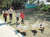 植物園鵝當家　迎嘉賓來「博杯」