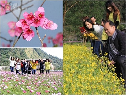 大同櫻花季，吃美食、瘋賞花。