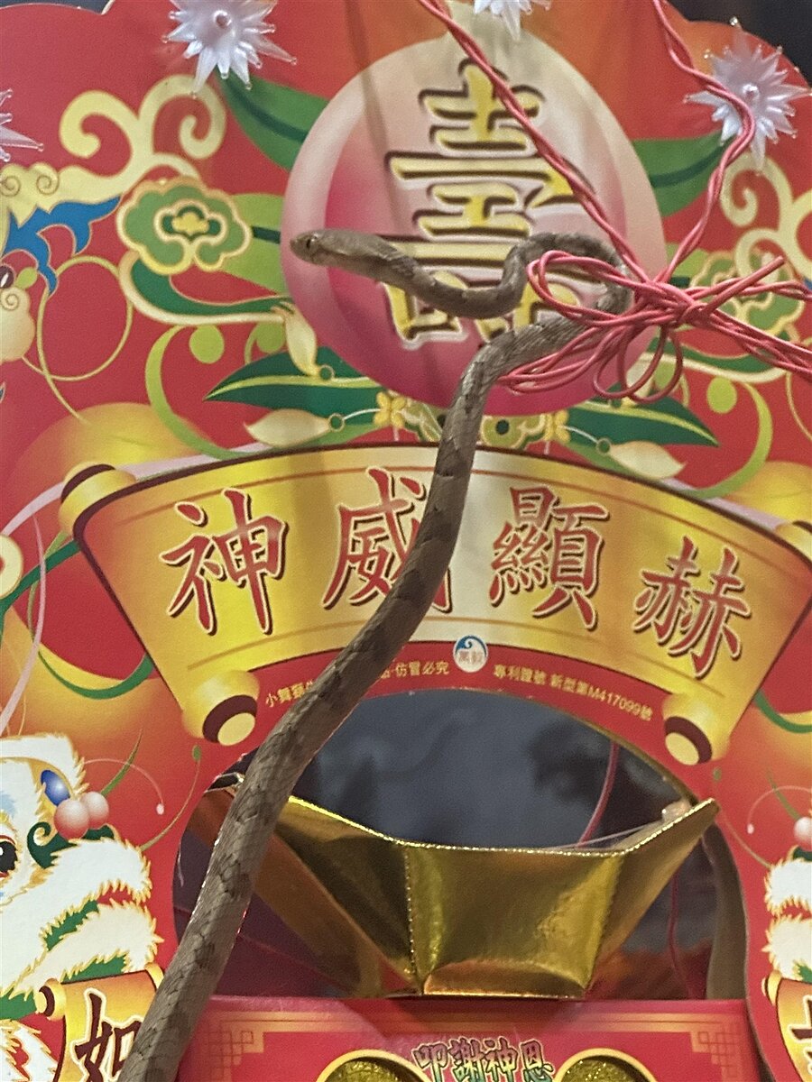 南投名間天受宮主祀玄天上帝,8日下午又見蛇出沒,讓靈蛇在端午前後現身的紀錄延續推進到46年。圖/名間天受宮提供