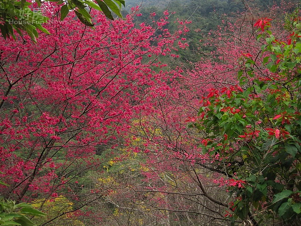 八仙山森林遊樂區內山櫻花綻放，是民眾春節走春賞櫻花的好地方。（圖／東勢林區管理處提供）