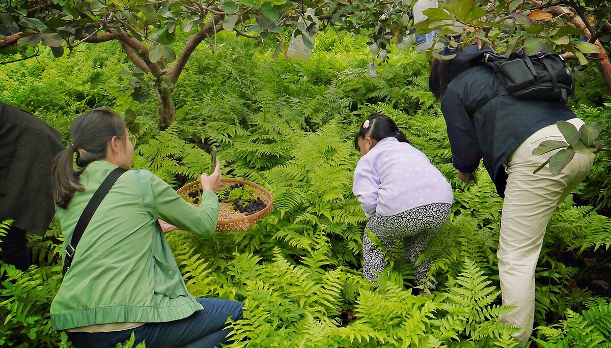 吃好的友善耕作帶領參加民眾至友善耕作農園採集食材。圖/新北市農業局提供
