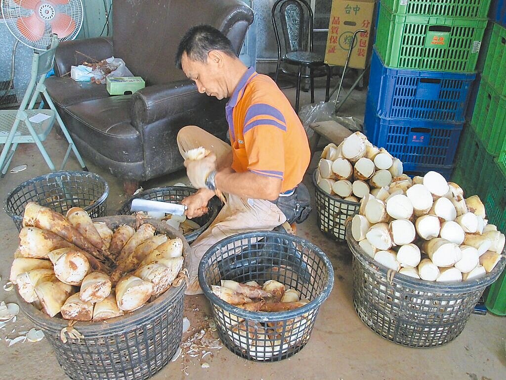 台中市潭子區盛產綠竹筍,受到去年颱風影響,減產3到4成,目前市場銷售價格每台斤120元起跳。(潭子區農會提供/李京昇台中傳真)