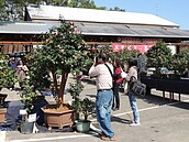 鳳凰山茶花爭奇鬥豔　鳯麓茶馨茶花展26日開展