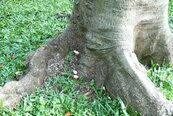 百年嘉義公園老樹罹樹癌　將進行分區管制
